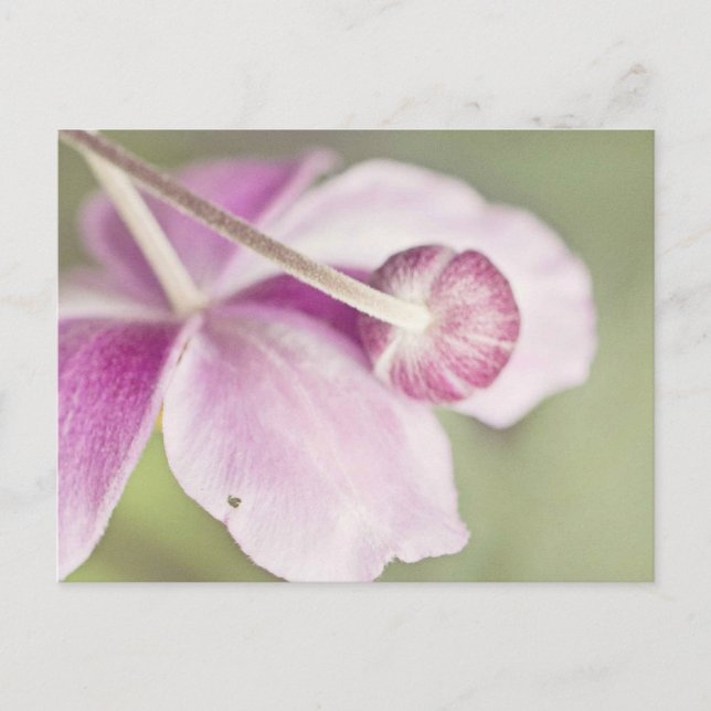 Vintag rosa postkarte (Vorderseite)