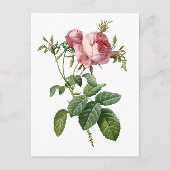 Vintag rosa rosa botanische Abbildung, Redoute Postkarte (Vorderseite)