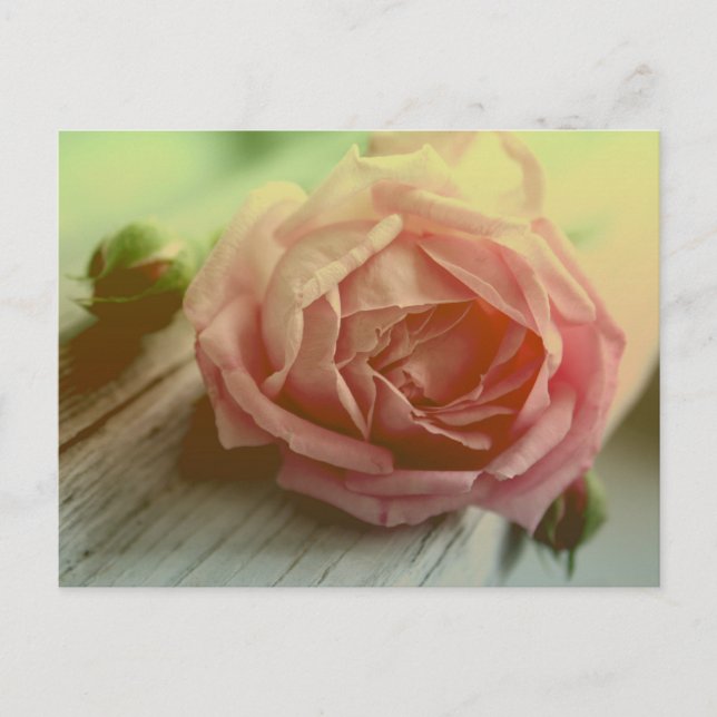 Vintag Rosa Rose Blume Blumenmuster Postkarte (Vorderseite)