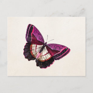 Vintag rosa Roter Schmetterling 1896 Blank Templat Postkarte