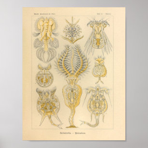 Vintag Rotatoria Color Ernst Haeckel Print Poster