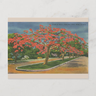 Vintag Royal Poinciana Trees Miami Florida Postkarte