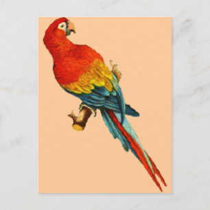 Vintag *Scarlet Macaw* Parrot-Design Postkarte