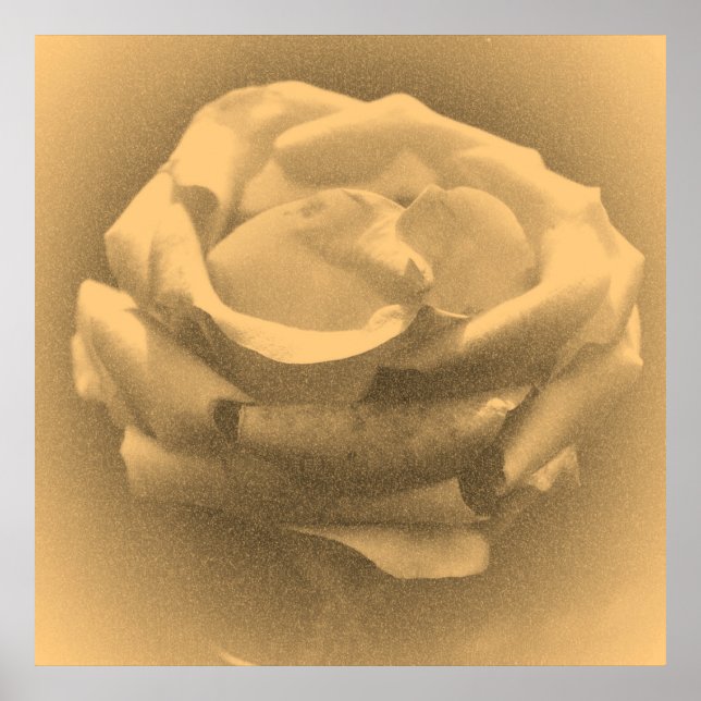 Vintag schöne Rosa Rose Nah-up Poster (Vorne)