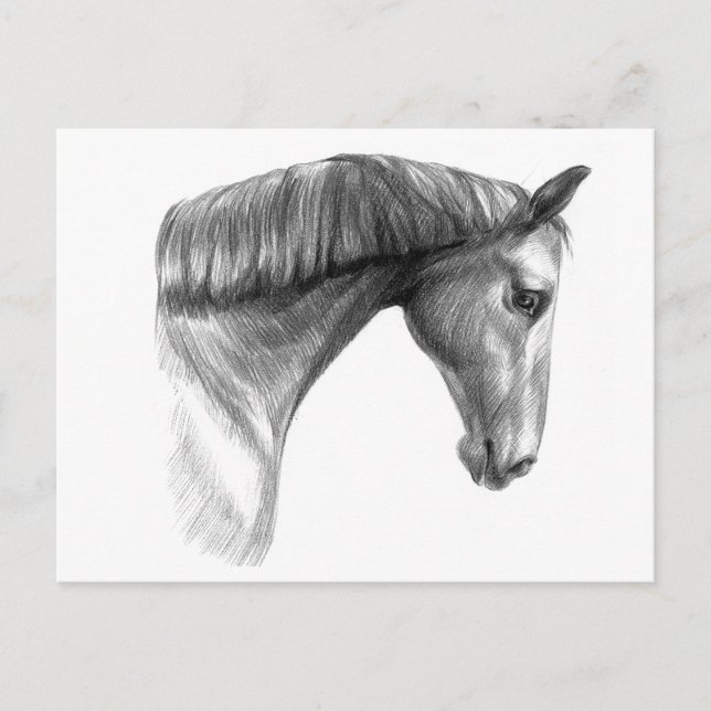 Vintag schönes Dunkles Pferd Postkarte (Vorderseite)