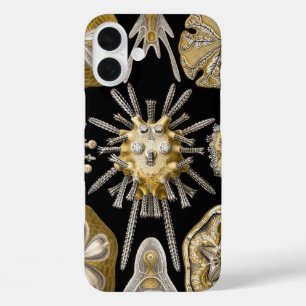 Vintag Sea Urchins Sand Dollars von Ernst Haeckel iPhone 16 Plus Hülle