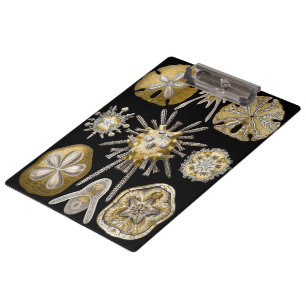 Vintag Sea Urchins Sand Dollars von Ernst Haeckel Klemmbrett