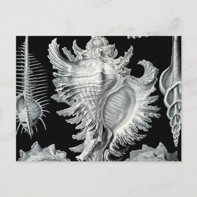 Vintag Seashell Print Postkarte (Vorderseite)