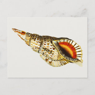 Vintag Seashell Trompete Illustration Postkarte