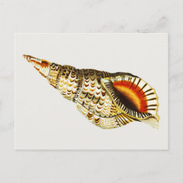 Vintag Seashell Trompete Illustration Postkarte
