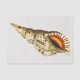 Vintag Seashell Trompete Illustration Seidenpapier