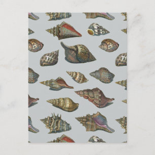 Vintag Seashells Postkarte