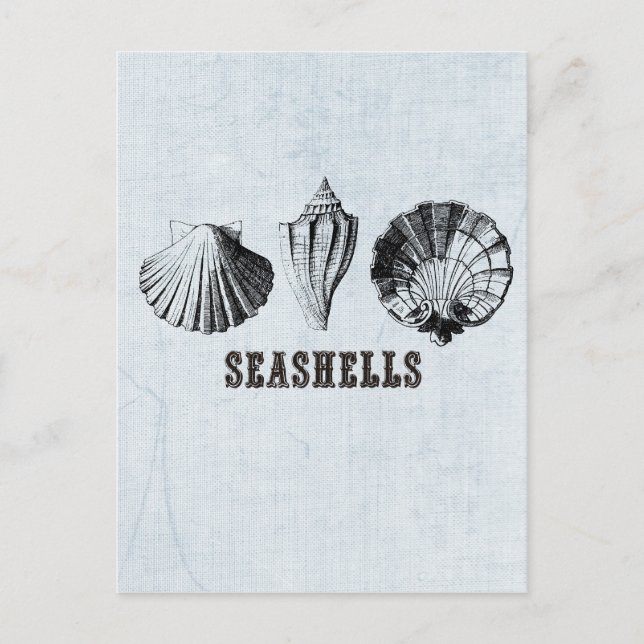 Vintag Seashells Postkarte (Vorderseite)