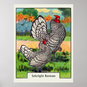Vintag Sebright Bantam Chicken Poster
