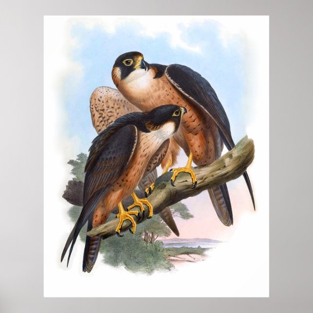 Vintag Shaheen Falcon Bird Poster (Vorne)