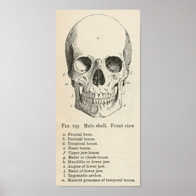 Vintag Skull Anatomie Halloween Poster (Vorne)