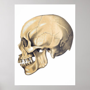 Vintag Skull Anatomy Illustration Poster