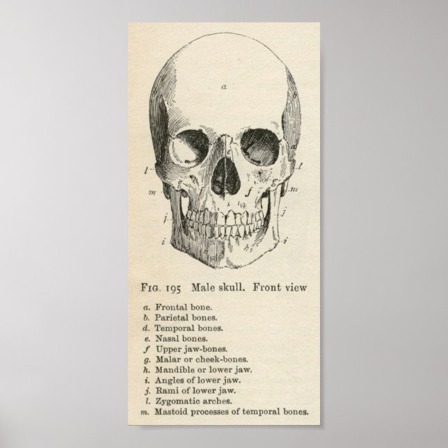Vintag Skull Poster (Vorne)