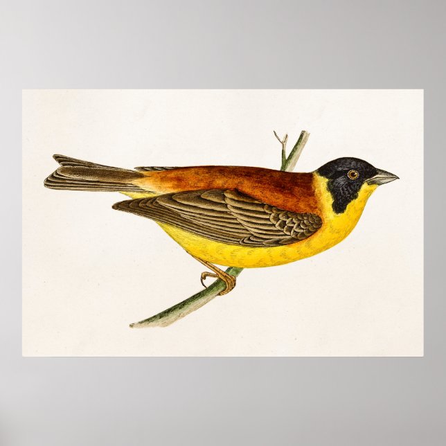 Vintag Song Bird Illustration - Vögel des 18. Jahr Poster (Vorne)