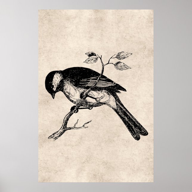 Vintag Song Bird Illustration - Vögel des 18. Jahr Poster (Vorne)