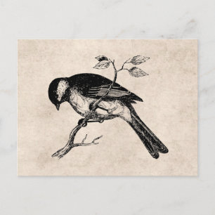 Vintag Song Bird Illustration - Vögel des 18. Jahr Postkarte