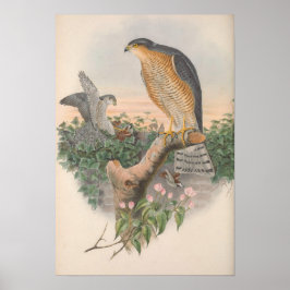 Vintag Sparrow Hawk Bird Poster