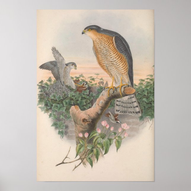 Vintag Sparrow Hawk Bird Poster (Vorne)