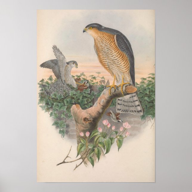 Vintag Sparrow Hawk Bird Poster (Vorne)