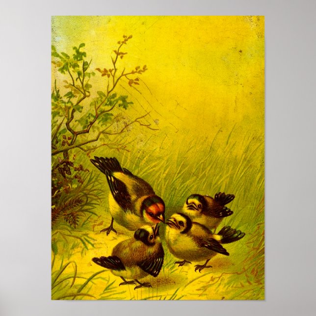 Vintag Sparrow-Poster Poster (Vorne)