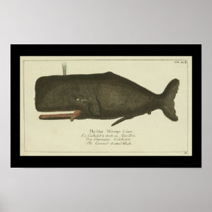 Vintag Sperm Whale Print Poster