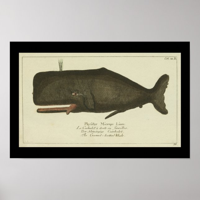 Vintag Sperm Whale Print Poster (Vorne)