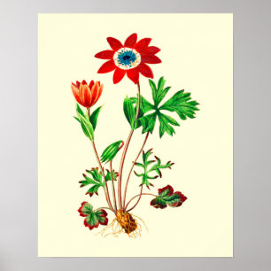Vintag Star Anemone Blume Poster