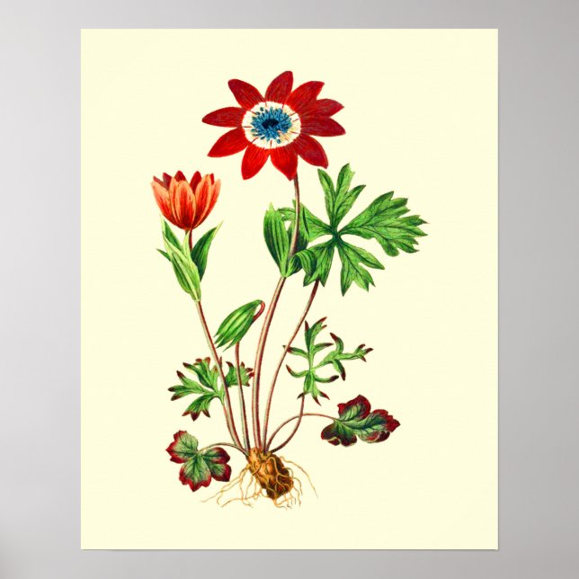 Vintag Star Anemone Blume Poster (Vorne)