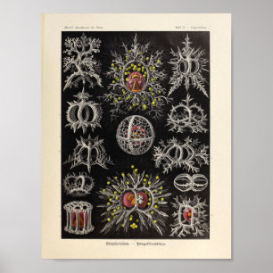Vintag Stephoidea Color Ernst Haeckel Art Print Poster