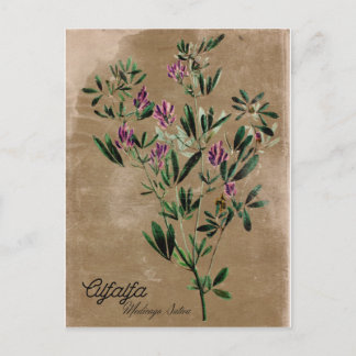Vintag Style Alfalfa Postkarte