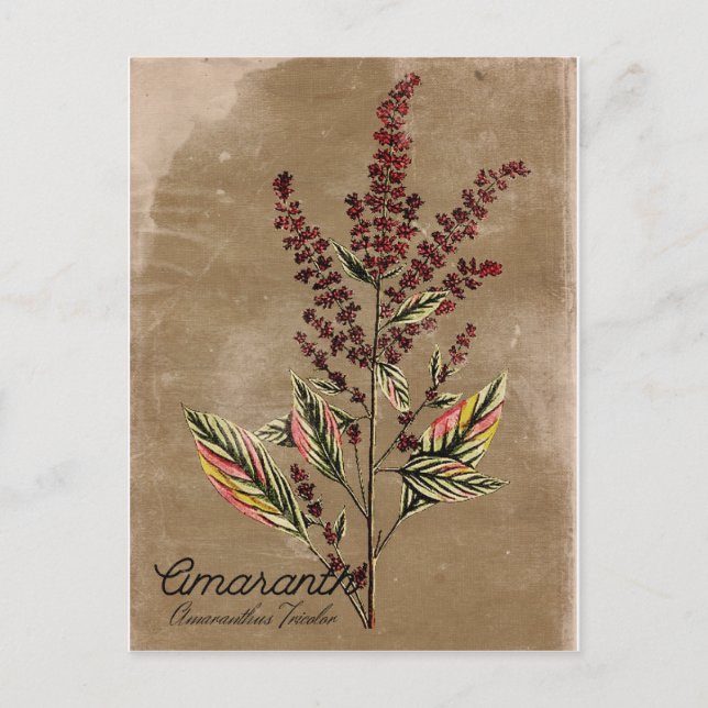 Vintag Style Amaranth Pflanze Postkarte (Vorderseite)