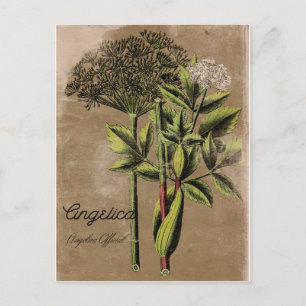 Vintag Style Angelica Pflanze Postkarte