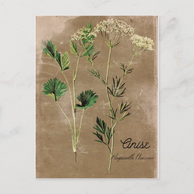 Vintag Style Anise Herb Postkarte (Vorderseite)