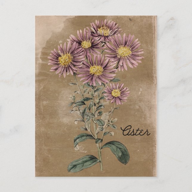 Vintag Style Aster-Blume Postkarte (Vorderseite)