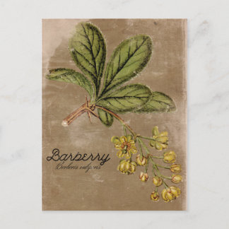Vintag Style Barberry Bush Pflanze Postkarte