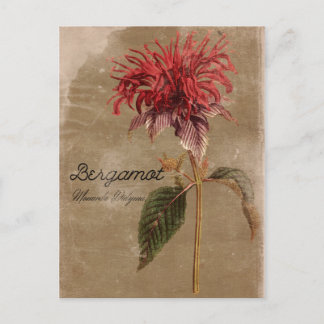 Vintag Style Bergamot Pflanze Blume Postkarte