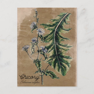 Vintag Style Chicory Herb Postcard Postkarte