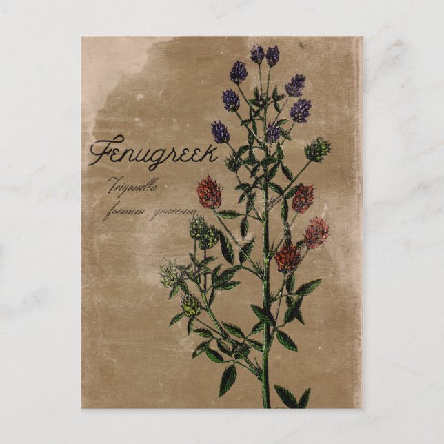 Vintag Style Fenugreek Herb Postcard Postkarte (Vorderseite)