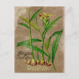Vintag Style Ginger Root Pflanze Postcard Postkarte