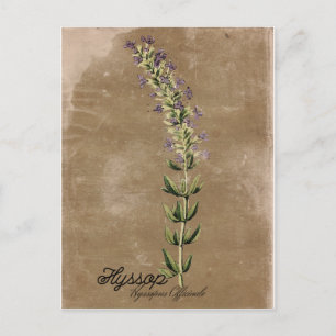 Vintag Style Hyssop Postcard Postkarte