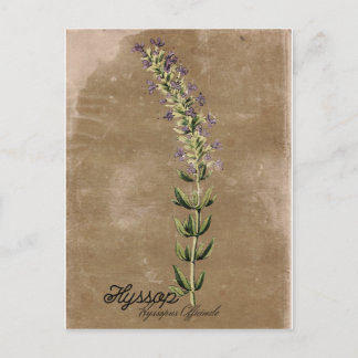 Vintag Style Hyssop Postcard Postkarte