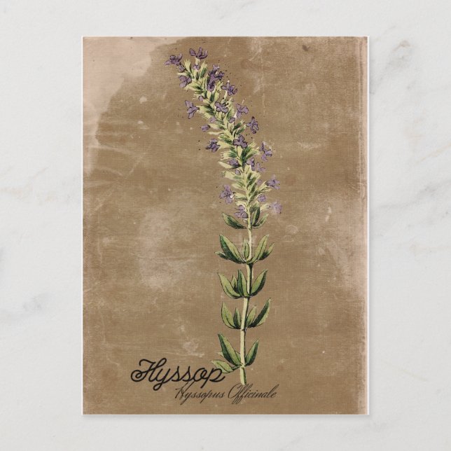 Vintag Style Hyssop Postcard Postkarte (Vorderseite)