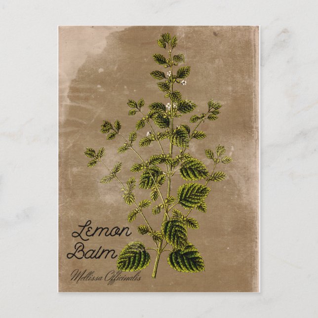 Vintag Style Lemon Balm Postkarte (Vorderseite)