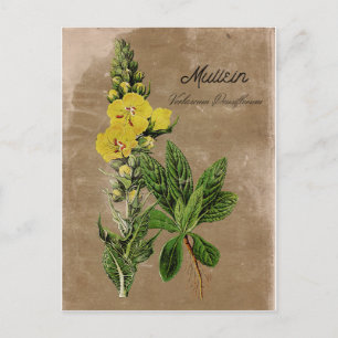 Vintag Style Mullein Postkarte