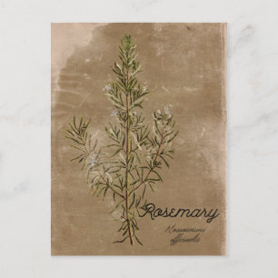 Vintag Style Rosemary Herb Postcard Postkarte